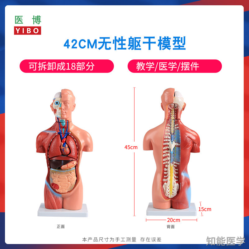 人体解剖模型厂家介绍