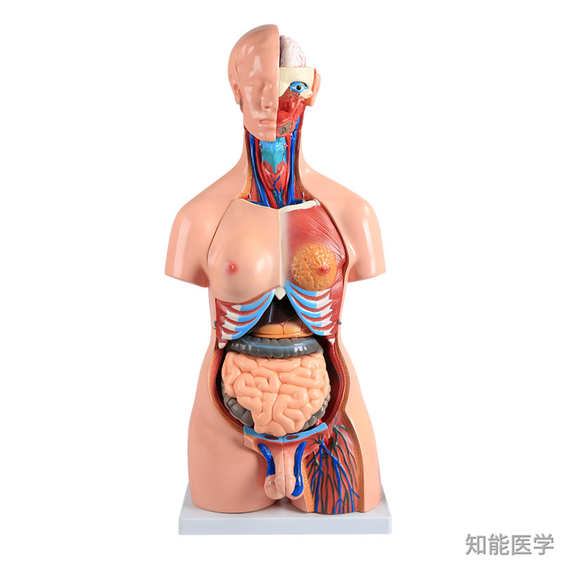 人体解剖模型的发展