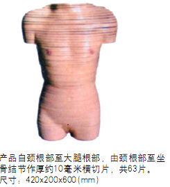男性躯干横切面模型（BIX-A2122）